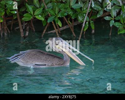 Braunpelikanjagd und Angeln im Meer am Strand von Aruba. Stockfoto