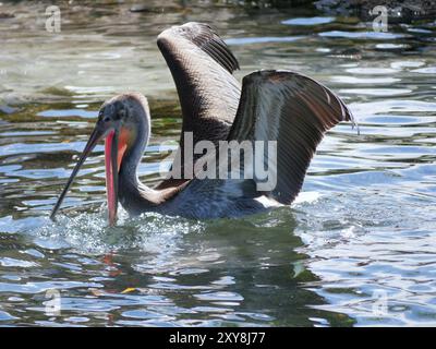 Braunpelikanjagd und Angeln im Meer am Strand von Aruba. Stockfoto