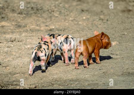 Zwei Ferkel mit schwarzen und weißen Flecken gehen vor einem anderen Ferkel, das braun ist. Die Ferkel laufen alle auf einer unbefestigten Oberfläche. Stockfoto