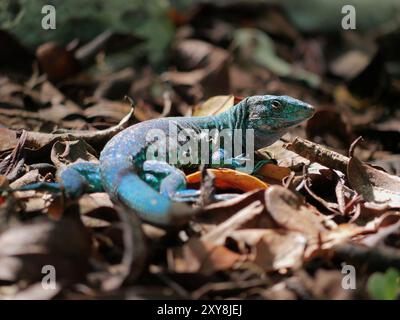Blaue Eidechse, die auf trockenen Blättern sitzt. Stockfoto