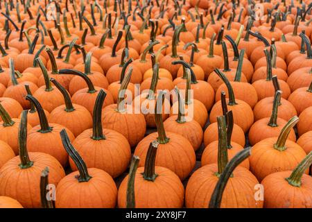 Reihen von knallorangen Kürbissen auf dem Farmer's Market bereit für Halloween und Thanksgiving. Stockfoto