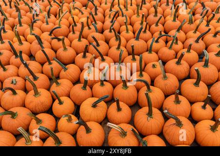 Reihen von knallorangen Kürbissen auf dem Farmer's Market bereit für Halloween und Thanksgiving. Stockfoto