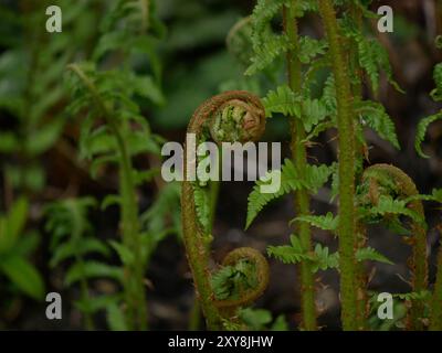 Junger Farn schießt auf den verschwommenen grünen Hintergrund. Stockfoto