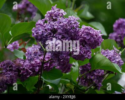 Lila blüht im Frühling. Stockfoto
