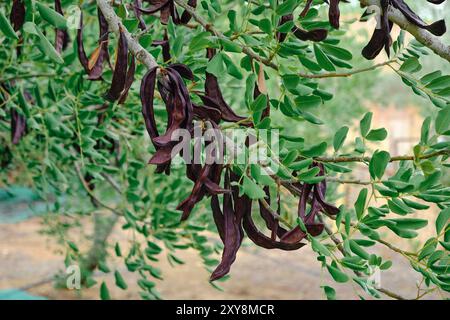 Einige reife Johannisbrotbohnen hängen an den Zweigen eines Johannisbrots in einer Plantage in Katalonien, Spanien Stockfoto