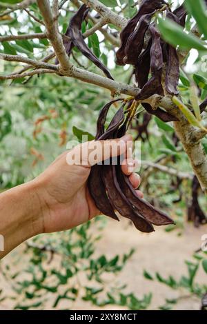 Nahaufnahme eines Bauern, der reife Johannisbrotbohnen aus den Zweigen eines Johannisbrotbaums in einer Plantage in Katalonien sammelt Stockfoto
