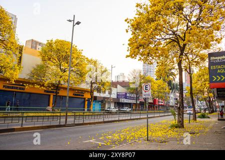 Goiania, Goias, Brasilien – 28. August 2024: Abschnitt einer Allee in Goiania mit mehreren gelb blühenden ipes. Handroanthus albus. Stockfoto