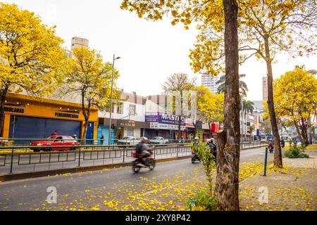 Goiania, Goias, Brasilien – 28. August 2024: Abschnitt einer Allee in Goiania mit mehreren gelb blühenden ipes. Handroanthus albus. Stockfoto