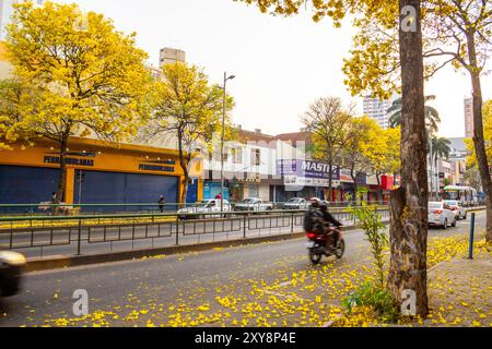 Goiania, Goias, Brasilien – 28. August 2024: Abschnitt einer Allee in Goiania mit mehreren gelb blühenden ipes. Handroanthus albus. Stockfoto