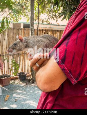 SIEM Ream, Kambodscha - 21. februar 2023: Touristische Posen halten in Händen afrikanische Riesenratte. HeroRats Ausflug im APOPO Visitor Center. Humanitäre Hilfe Stockfoto