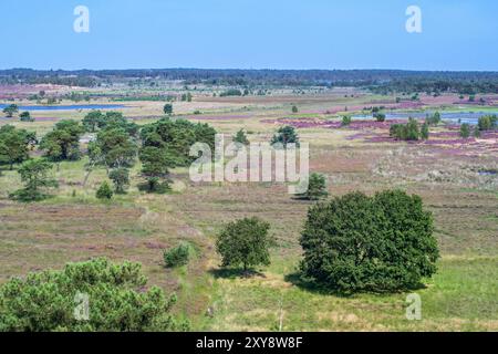 Blick aus der Vogelperspektive über das Naturschutzgebiet Kalmthoutse Heide / Kalmthout Heide, das im Sommer blüht, Provinz Antwerpen, Flandern, Belgien Stockfoto