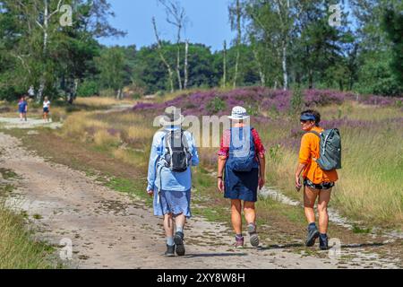 Spaziergänger, die auf Sandwegen in der Kalmthoutse Heide / Kalmthout Heide laufen, Naturschutzgebiet blühend im Sommer, Provinz Antwerpen, Flandern, Belgien Stockfoto