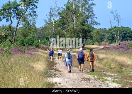 Spaziergänger, die auf Sandwegen in der Kalmthoutse Heide / Kalmthout Heide laufen, Naturschutzgebiet blühend im Sommer, Provinz Antwerpen, Flandern, Belgien Stockfoto