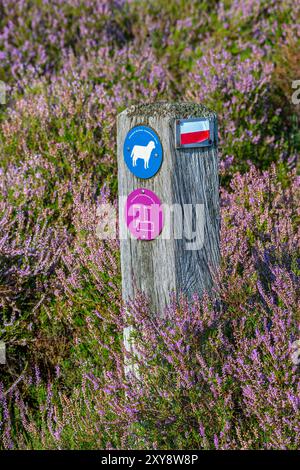 Hölzerne Wegweiser für Wanderer unter blühender Heide in der Kalmthoutse Heide / Kalmthout Heide, Naturschutzgebiet im Sommer, Antwerpen, Flandern, Belgien Stockfoto