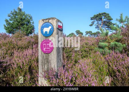 Hölzerne Wegweiser für Wanderer unter blühender Heide in der Kalmthoutse Heide / Kalmthout Heide, Naturschutzgebiet im Sommer, Antwerpen, Flandern, Belgien Stockfoto