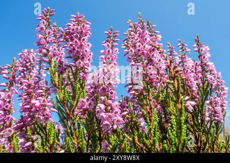 Gemeine Heidekraut / Leng / Heide (Calluna vulgaris) in Blüte blühend lila in Heide im Sommer Stockfoto