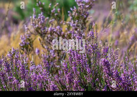 Gemeine Heidekraut / Leng / Heide (Calluna vulgaris) in Blüte blühend lila in Heide im Sommer Stockfoto