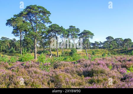 Im Grenspark Kalmthoutse Heide / Kalmthout Heide, Naturschutzgebiet im Sommer, Flandern, Belgien Stockfoto