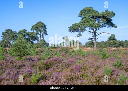 Im Grenspark Kalmthoutse Heide / Kalmthout Heide, Naturschutzgebiet im Sommer, Flandern, Belgien Stockfoto