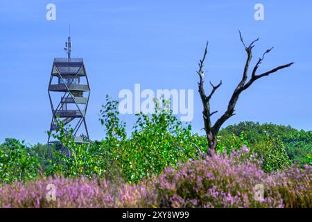 Feueraussichtsturm / Wildfeuerwachturm im Grenspark Kalmthoutse Heide / Kalmthout Heide, Naturschutzgebiet im Sommer, Flandern, Belgien Stockfoto