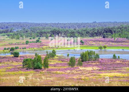 Blick vom Feueraussichtsturm / Wachturm über Heide in Grenspark Kalmthoutse Heide / Kalmthout Heide, Naturschutzgebiet im Sommer, Flandern, Belgien Stockfoto