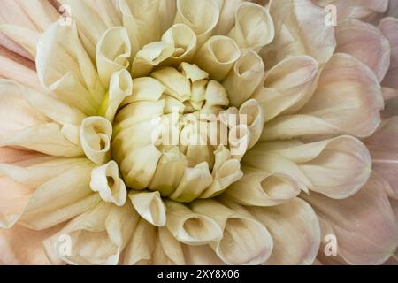 WASHINGTON - Gartenblüte einer Dahlienblüte. Stockfoto