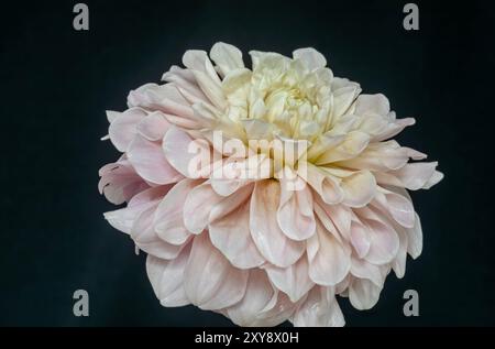 WASHINGTON - Gartenblüte einer Dahlienblüte. Stockfoto