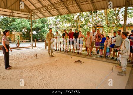 SIEM Ream, Kambodscha - 21. februar 2023: Afrikanische Riesenratte sucht nach meiner. HeroRats Ausflug im APOPO Visitor Center. Humanitäre Minenräumung. Stockfoto