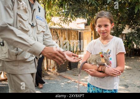 SIEM Ream, Kambodscha - 21. februar 2023: Touristische Posen halten in Händen afrikanische Riesenratte. HeroRats Ausflug im APOPO Visitor Center. Humanitäre Hilfe Stockfoto