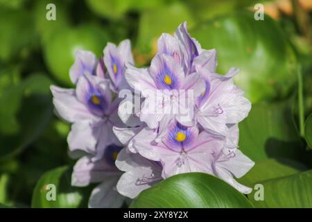 Blühende Wasserhyazinthen (Eichhornia crassipes) blühen im Fluss. Nahaufnahme. Stockfoto