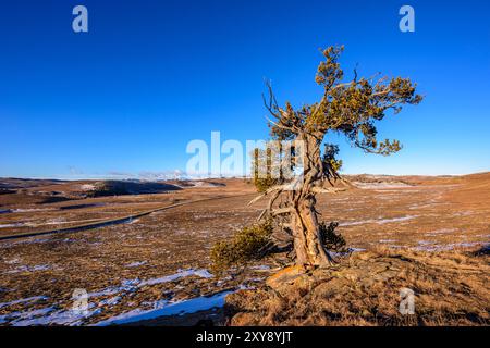 Ein knorriger und verdrehter alter Kiefer auf einem Kamm mit Blick auf die südlichen Ausläufer von Aberta an einem Wintermorgen. Stockfoto