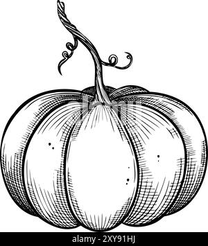 Kürbis-Vektor-Illustration für Herbst- und Halloween-Designs. Lineare Zeichnung von Gourd auf isoliertem Hintergrund für Harvest Festival Einladung. Saisonales Gemüse im Umrissstil, mit schwarzer Tinte bemalt. Stock Vektor