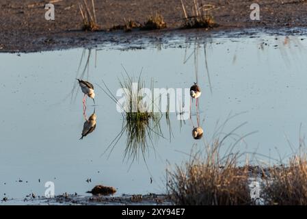 Im ruhigen Sumpfgebiet wird ein Duo von schwarzgeflügelten Stelzen sanft als Fütterung dargestellt, deren anmutige Formen leicht verschwimmen, während Reflexionen das schmücken Stockfoto