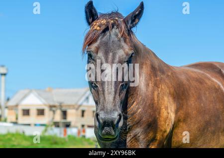 Pferdeporträt. Braunes Pferd in der Natur vor dem Hintergrund von verschwommenen Häusern und blauem Himmel. Vorderansicht Stockfoto