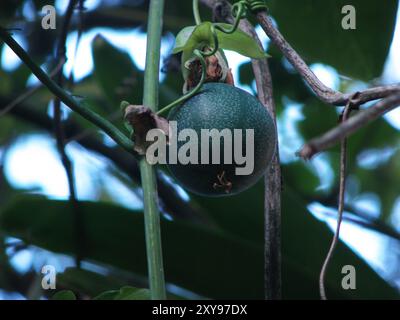 Eine grüne Passionsfrucht im Botanischen Garten von Loja, Ecuador Stockfoto