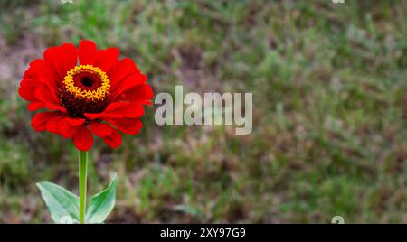 Einsame rote Zinnienblüte im Gras. Stockfoto