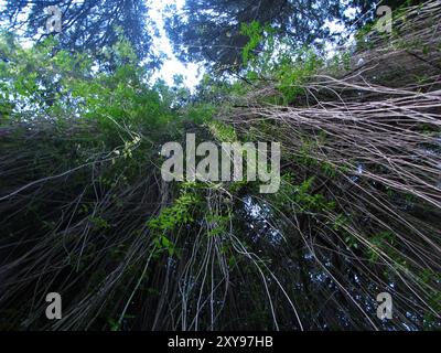 Ein Blick auf die Unterseite einer Zissepflanze, die an einem Baum im Botanischen Garten von Loja, Ecuador, hängt Stockfoto