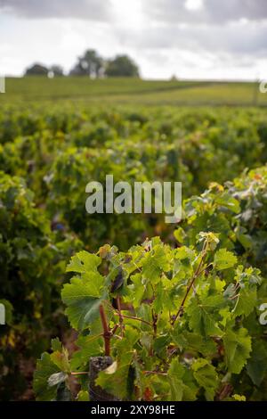 Üppige Weinreben in Pauillac Weinbergen, Bordeaux Stockfoto