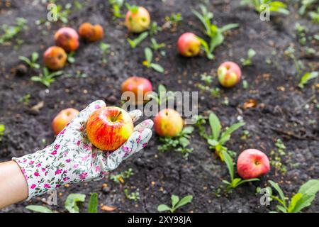 Ein Mann in Gartenhandschuhen hält einen Reifen Apfel in der Hand. Ein Mann pflückt Äpfel im Garten. Überreife Äpfel auf dem Boden. Äpfel fielen in die Nähe des Baumes Stockfoto
