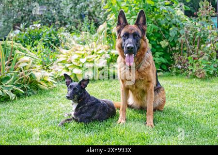 Zwei Hunde sitzen auf dem grünen Rasen Stockfoto