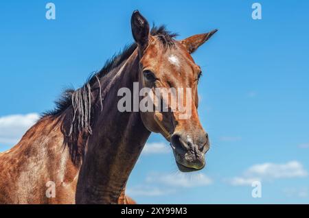 Pferdeporträt. Braunes Pferd in der Natur vor blauem und weißem bewölktem Himmel. Niedriger Winkel. Bezauberndes Foto Stockfoto