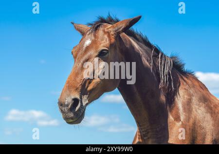 Pferdeporträt. Braunes Pferd in der Natur vor blauem und weißem bewölktem Himmel. Niedriger Winkel. Bezauberndes Foto Stockfoto