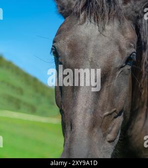 Brillanter Blick dunkler Augen. Schwarze Pferdekopf-Nahaufnahme. Fliegt auf Pferdegesicht. Blauer Himmel Hintergrund Stockfoto