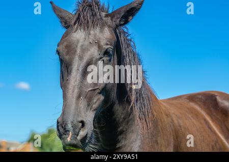 Brillanter Blick dunkler Augen. Schwarze Pferdekopf-Nahaufnahme. Fliegt auf Pferdegesicht. Blauer Himmel Hintergrund Stockfoto