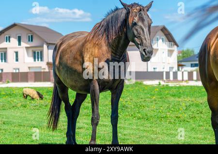 Pferdeporträt. Braunes Pferd in der Natur vor dem Hintergrund von verschwommenen Häusern und blauem Himmel. Vorderansicht Stockfoto