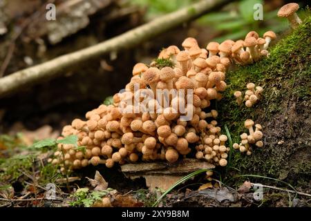 Eine große Gruppe von Honig-Agarpilzen wächst auf Baumstämmen zwischen dem grünen Moos im Wald. Nahaufnahme wilder Speisepilze. Selektiver Fokus. Stockfoto