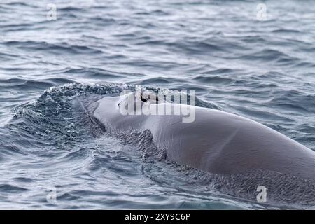 Ein ausgewachsener antarktischer Minkwal, Balaenoptera bonaerensis, taucht während der Fütterung in der Paradise Bay in der Antarktis auf. Stockfoto