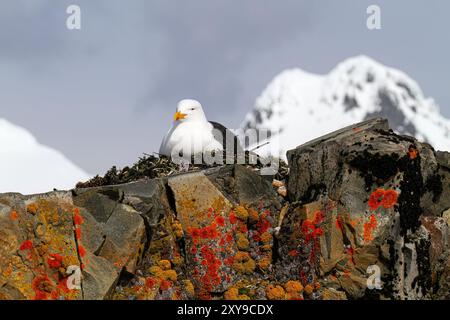 Adulte Seetangmöwe, Larus dominicanus, nistet auf Flechten bedeckten Felsen auf Half Moon Island in der Antarktis, Südpolarmeer. Stockfoto