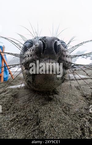 Freundliche Südseelefant Seehunde, Mirounga Leonina, Jungtiere aus nächster Nähe am Strand von Snow Island, Antarktis. Stockfoto