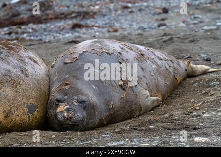 Südliche Elefanten, Mirounga leonina, wurden für ihre jährliche Katastrophe am Strand von Snow Island in der Antarktis ausgetragen. Stockfoto